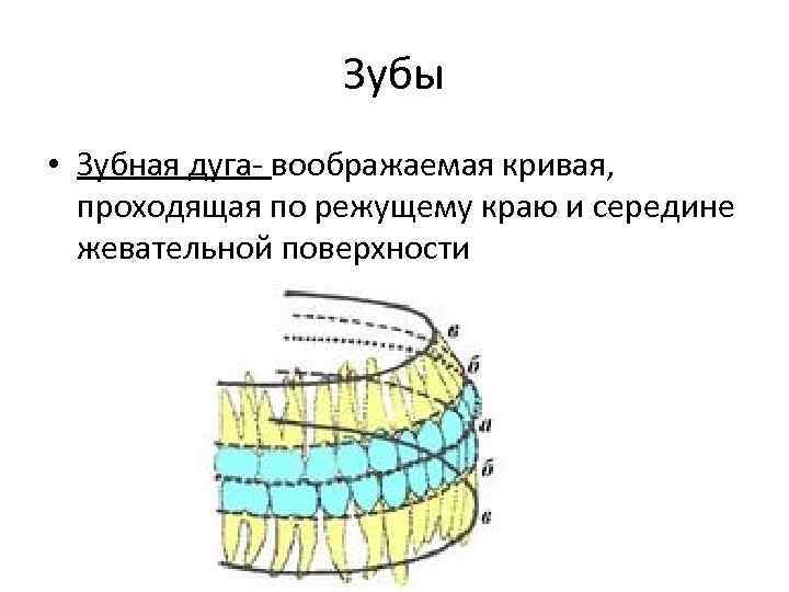 Зубы • Зубная дуга- воображаемая кривая, проходящая по режущему краю и середине жевательной поверхности