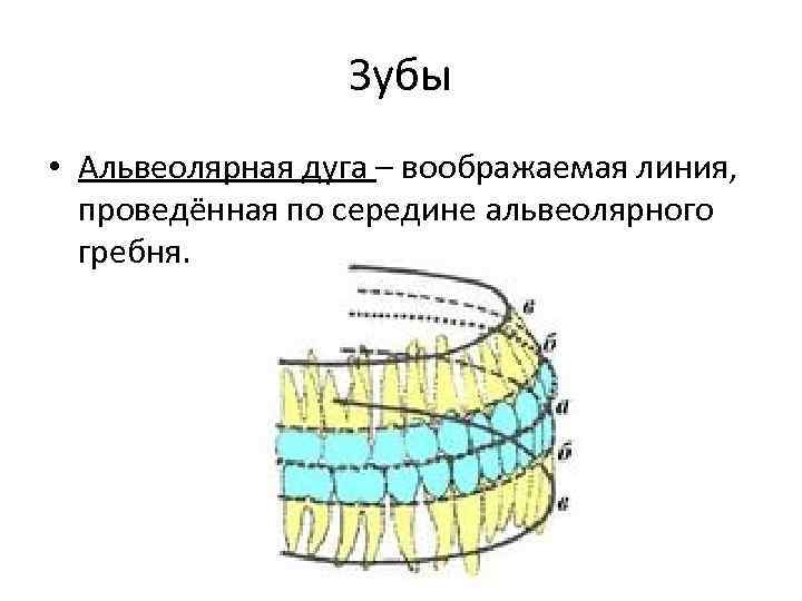 Зубы • Альвеолярная дуга – воображаемая линия, проведённая по середине альвеолярного гребня. 