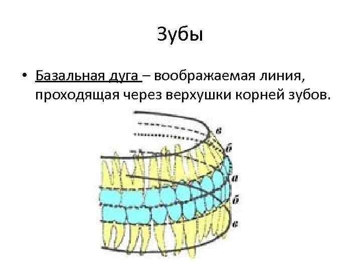 Зубы • Базальная дуга – воображаемая линия, проходящая через верхушки корней зубов. 
