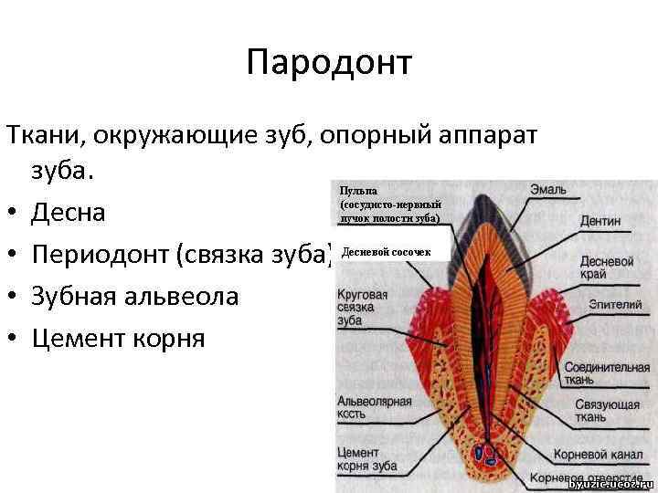 Пародонт Ткани, окружающие зуб, опорный аппарат зуба. • Десна • Периодонт (связка зуба) •