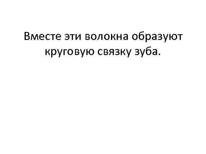 Вместе эти волокна образуют круговую связку зуба. 