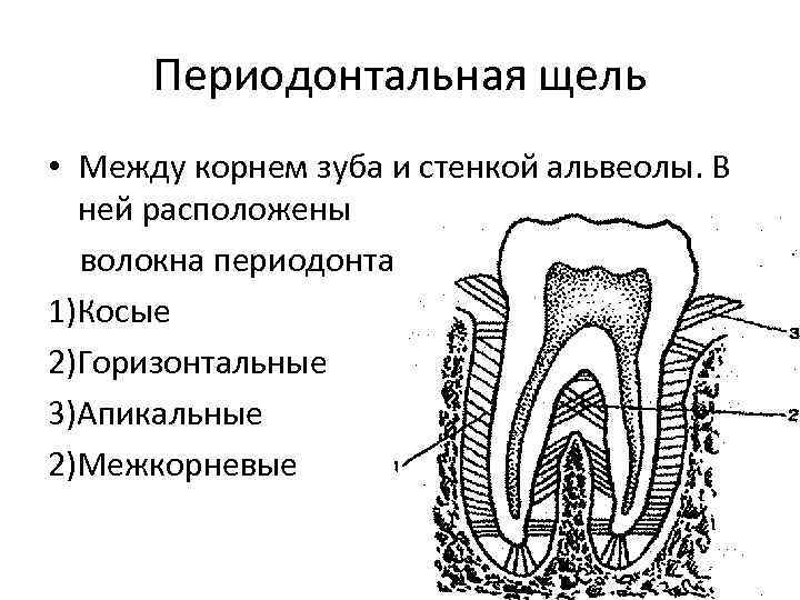 Схема структурной организации периодонтальной связки