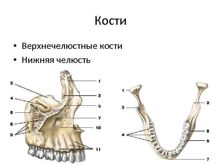 Кости • Верхнечелюстные кости • Нижняя челюсть 