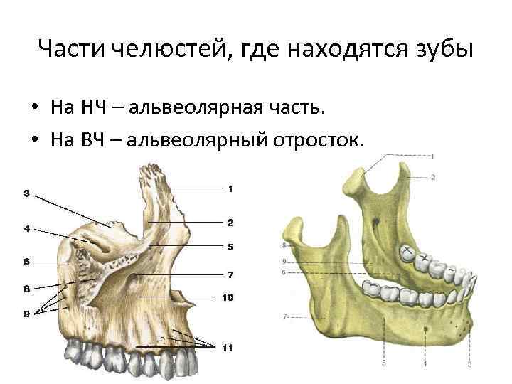 Нижний край нижней челюсти. Альвеолярный отросток верхней челюсти анатомия. Альвеолярный отросток нижней челюсти. Альвеолярный гребень верхней челюсти. Нижняя и верхняя челюсть альвеолярный отросток и альвеолярная часть.