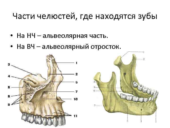 Отростки верхней челюсти. Альвеолярный отросток верхней челюсти анатомия. Альвеолярный отросток нижней челюсти. Альвеолярный отросток нижней челюсти анатомия. Строение альвеолярного отростка верхней челюсти.