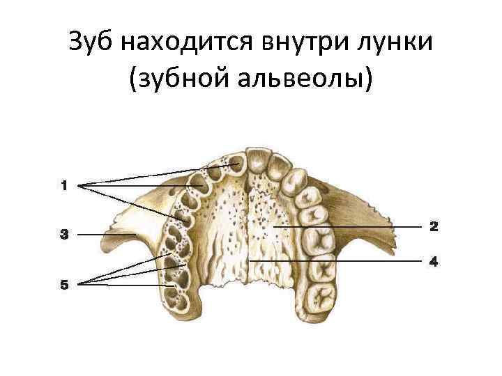 Альвеолы картинка во рту