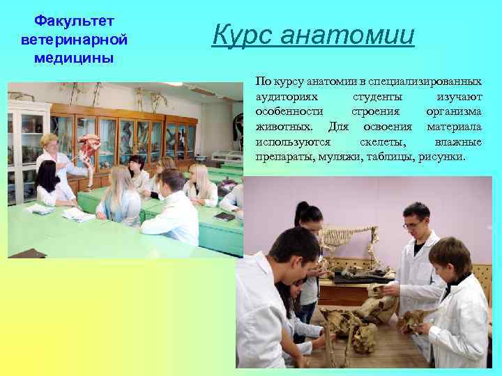 Факультет ветеринарной медицины Курс анатомии По курсу анатомии в специализированных аудиториях студенты изучают особенности
