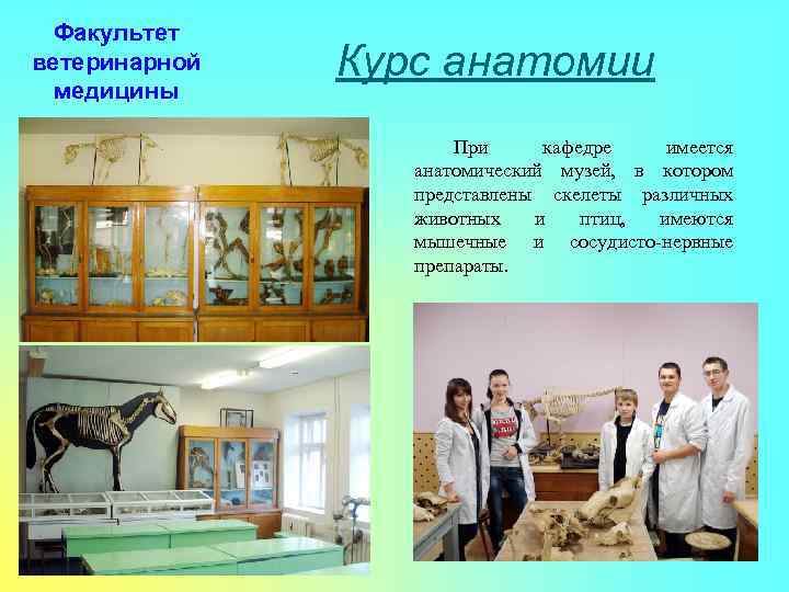 Факультет ветеринарной медицины Курс анатомии При кафедре имеется анатомический музей, в котором представлены скелеты
