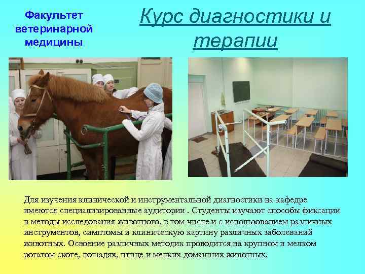 Факультет ветеринарной медицины Курс диагностики и терапии Для изучения клинической и инструментальной диагностики на