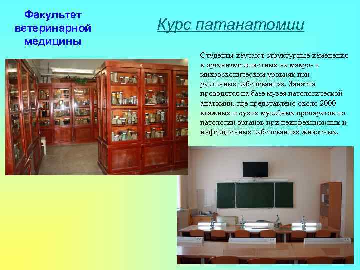 Факультет ветеринарной медицины Курс патанатомии Студенты изучают структурные изменения в организме животных на макро-