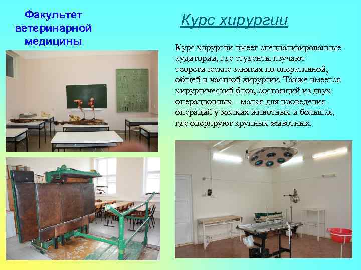 Факультет ветеринарной медицины Курс хирургии имеет специализированные аудитории, где студенты изучают теоретические занятия по