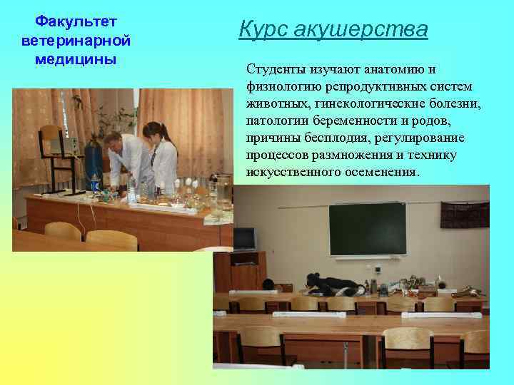 Факультет ветеринарной медицины Курс акушерства Студенты изучают анатомию и физиологию репродуктивных систем животных, гинекологические