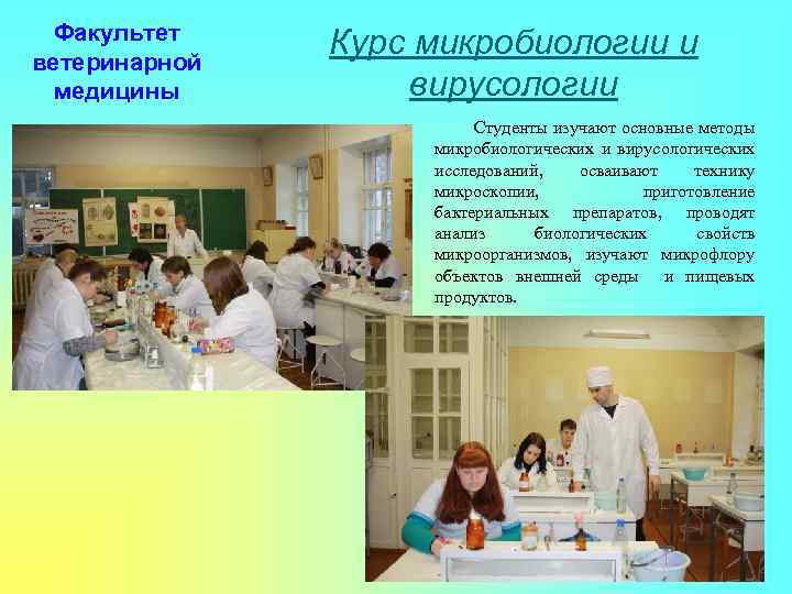 Факультет ветеринарной медицины Курс микробиологии и вирусологии Студенты изучают основные методы микробиологических и вирусологических