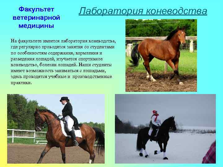Факультет ветеринарной медицины Лаборатория коневодства На факультете имеется лаборатория коневодства, где регулярно проводятся занятия