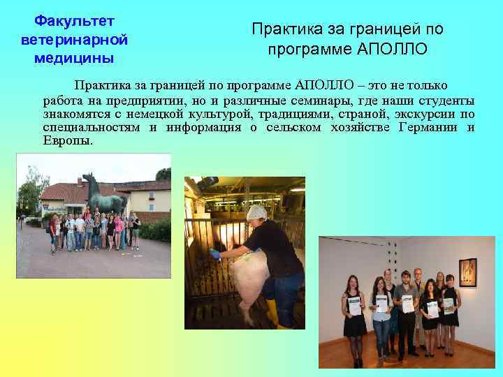Факультет ветеринарной медицины Практика за границей по программе АПОЛЛО – это не только работа