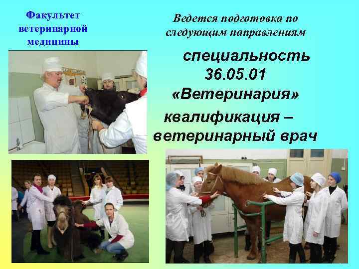 Факультет ветеринарной медицины Ведется подготовка по следующим направлениям специальность 36. 05. 01 «Ветеринария» квалификация