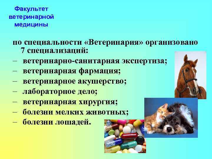 Факультет ветеринарной медицины по специальности «Ветеринария» организовано 7 специализаций: – ветеринарно-санитарная экспертиза; – ветеринарная