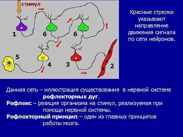 стимул 1 6 Красные стрелки указывают направление движения сигнала по сети нейронов. 6 5