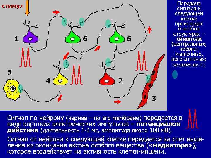 Передача сигнала к следующей клетке происходит в особых структурах – синапсах (центральных, нервномышечных, вегетативных;