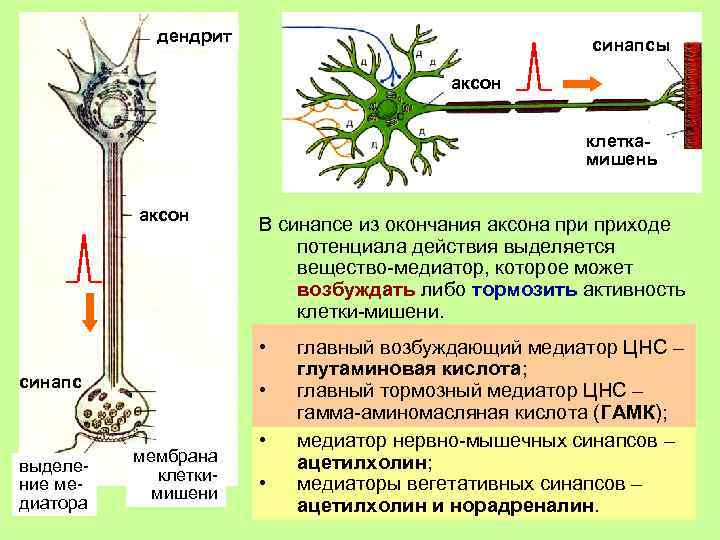 дендрит синапсы аксон клеткамишень аксон В синапсе из окончания аксона приходе потенциала действия выделяется