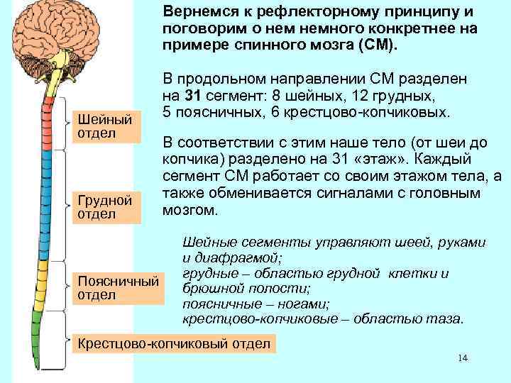 Вернемся к рефлекторному принципу и поговорим о немного конкретнее на примере спинного мозга (СМ).