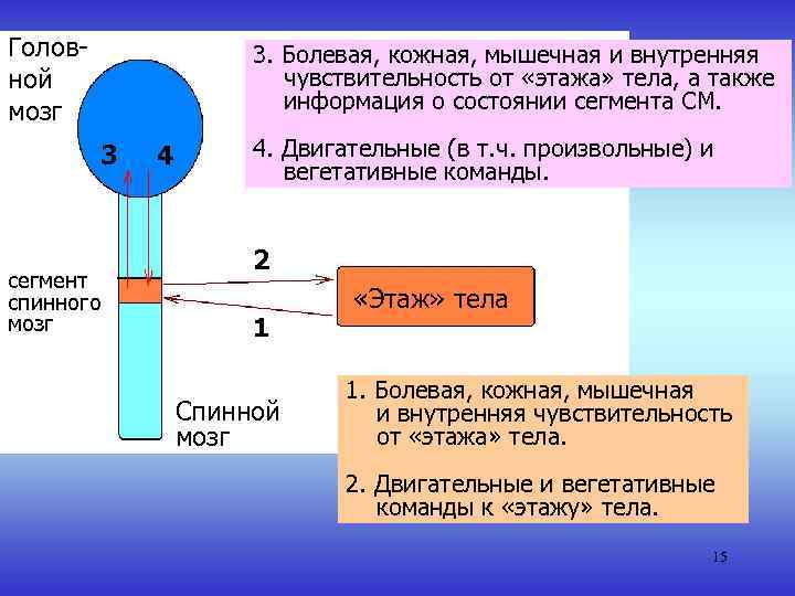 Головной мозг 3. Болевая, кожная, мышечная и внутренняя чувствительность от «этажа» тела, а также