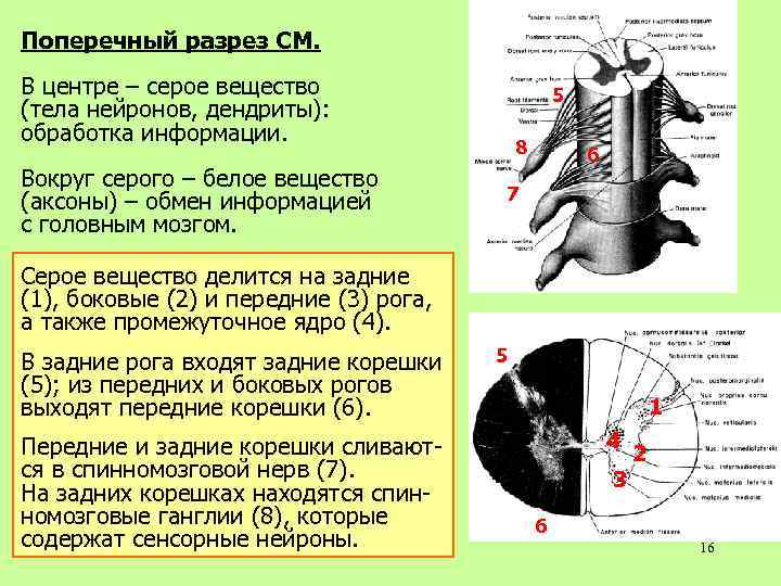 Поперечный разрез СМ. В центре – серое вещество (тела нейронов, дендриты): обработка информации. Вокруг