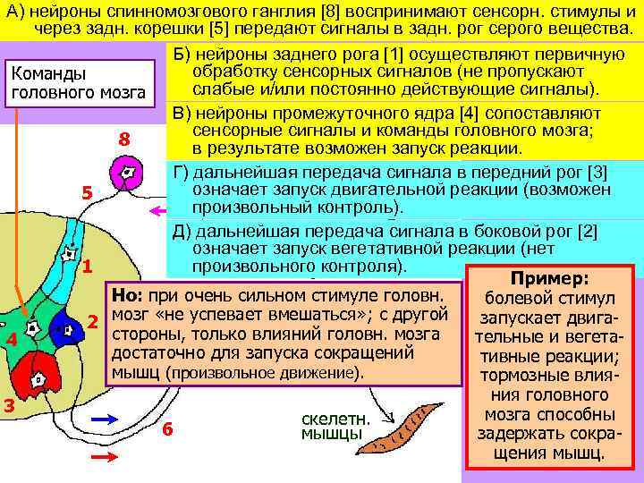 А) нейроны спинномозгового ганглия [8] воспринимают сенсорн. стимулы и через задн. корешки [5] передают