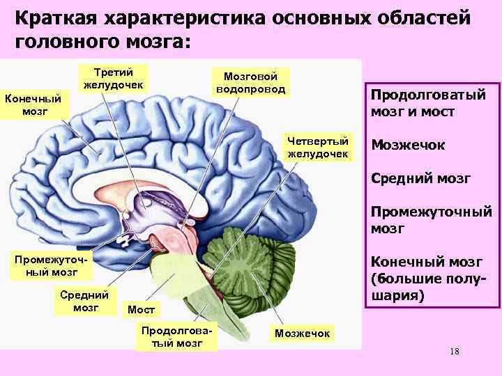 Краткая характеристика основных областей головного мозга: Третий желудочек Конечный мозг Мозговой водопровод Продолговатый мозг