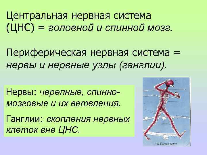 Центральная нервная система (ЦНС) = головной и спинной мозг. Периферическая нервная система = нервы