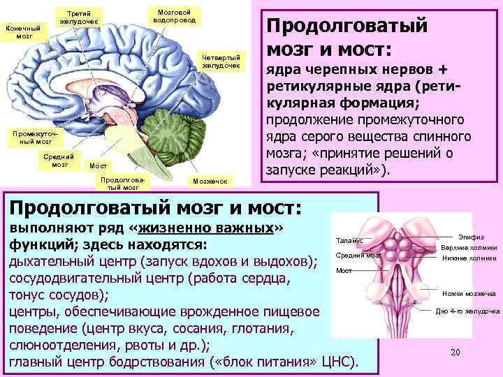 Мозговой водопровод Третий желудочек Конечный мозг Четвертый желудочек Промежуточный мозг Средний мозг Мост Продолговатый