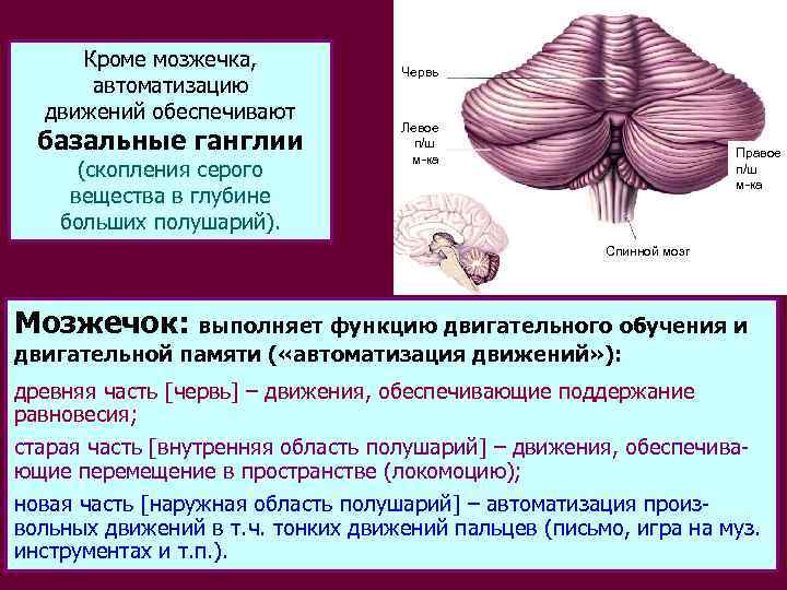 Кроме мозжечка, автоматизацию движений обеспечивают базальные ганглии (скопления серого вещества в глубине больших полушарий).