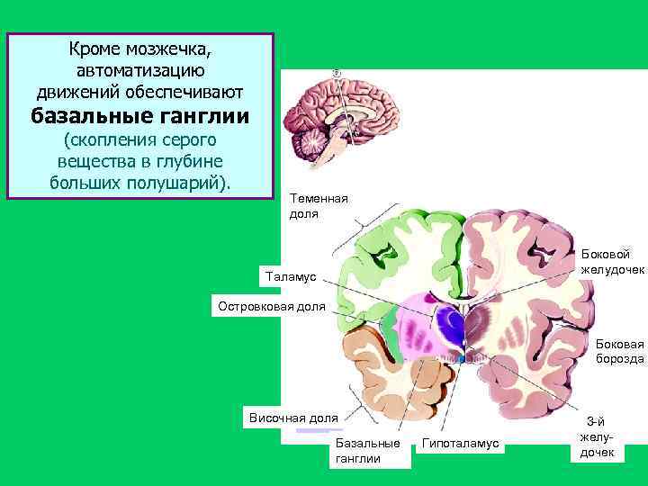 Кроме мозжечка, автоматизацию движений обеспечивают базальные ганглии (скопления серого вещества в глубине больших полушарий).