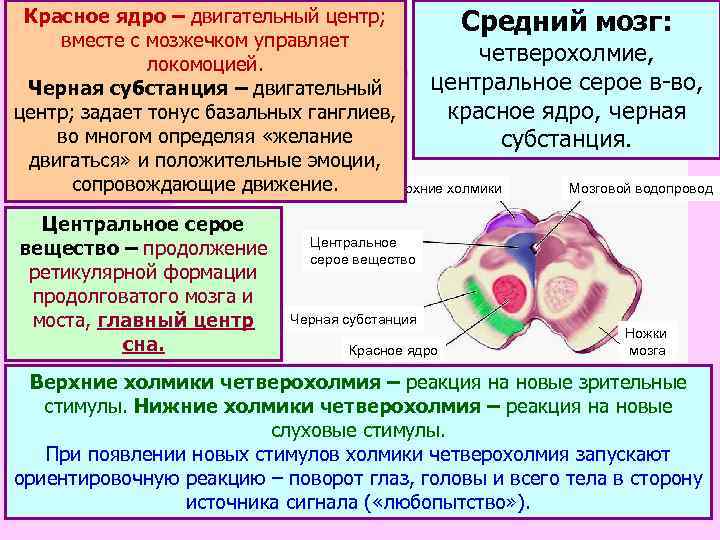 Красное ядро – двигательный центр; Средний мозг: вместе с мозжечком управляет четверохолмие, локомоцией. центральное