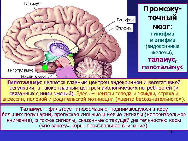 Таламус Гипофиз Эпифиз Промежуточный мозг: гипофиз и эпифиз (эндокринные железы); Гипоталамус, гипоталамус Ножки мозга