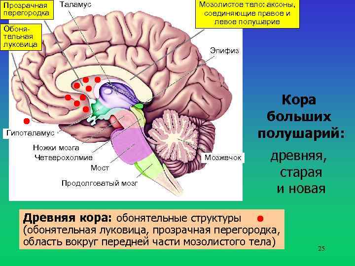 Прозрачная перегородка Таламус Обонятельная луковица Мозолистое тело: аксоны, соединяющие правое и левое полушарие Эпифиз