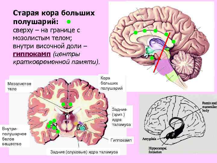 Таламус Старая кора больших полушарий: сверху – на границе с мозолистым телом; внутри височной