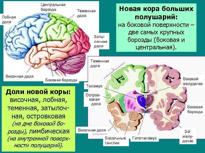 Центральная борозда Лобная доля Новая кора больших полушарий: Теменная доля Затылочная доля на боковой