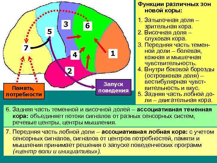 Функции различных зон новой коры: 5 3 7 6 4 1 2 Память, потребности