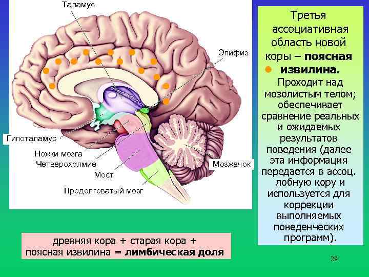 Таламус Эпифиз Гипоталамус Ножки мозга Четверохолмие Мост Мозжечок Продолговатый мозг древняя кора + старая