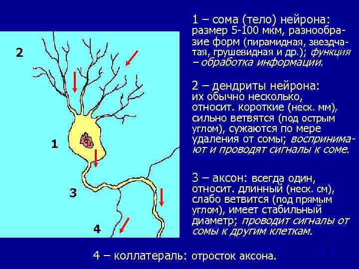 1 – сома (тело) нейрона: размер 5 -100 мкм, разнообразие форм (пирамидная, звездчатая, грушевидная