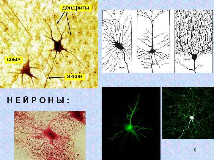 дендриты сома аксон НЕЙРОНЫ: 8 