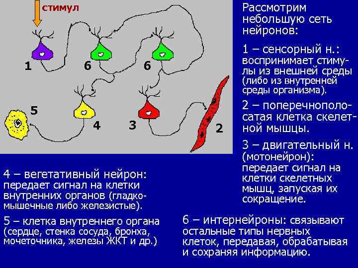 Рассмотрим небольшую сеть нейронов: стимул 1 – сенсорный н. : 1 6 воспринимает стимулы