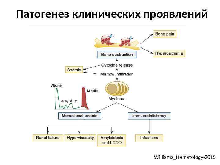 Патогенез клинических проявлений Williams_Hematology-2015 