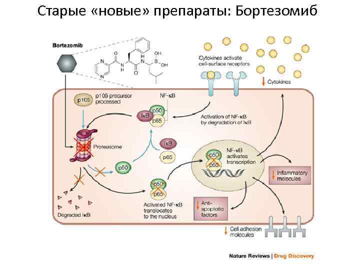 Старые «новые» препараты: Бортезомиб 