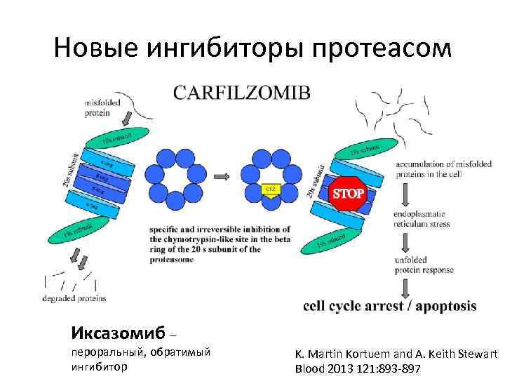 Новые ингибиторы протеасом Иксазомиб – пероральный, обратимый ингибитор K. Martin Kortuem and A. Keith