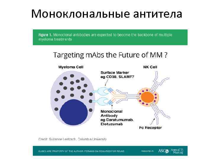 Моноклональные антитела 