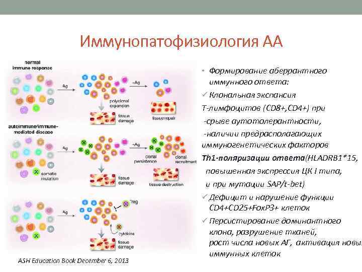 Иммунопатофизиология АА • Формирование аберрантного ASH Education Book December 6, 2013 иммунного ответа: ü