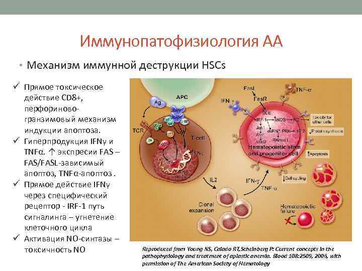 Иммунопатофизиология АА • Механизм иммунной деструкции HSCs ü Прямое токсическое действие CD 8+, перфориновогранзимовый