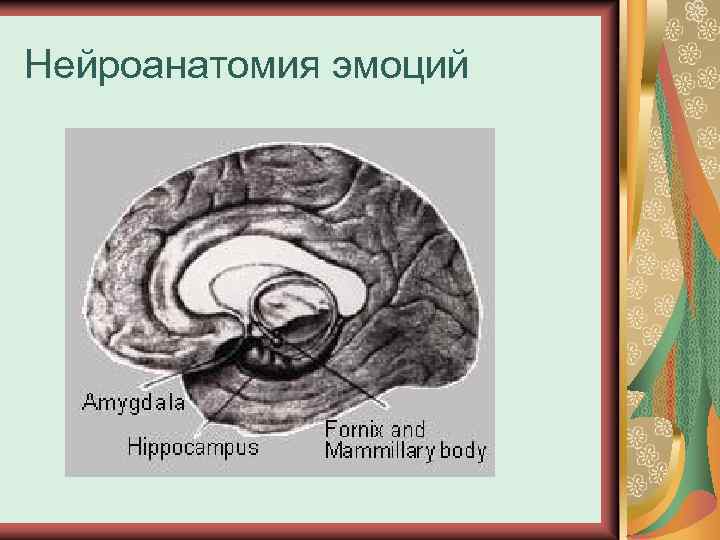 Нейроанатомия эмоций 